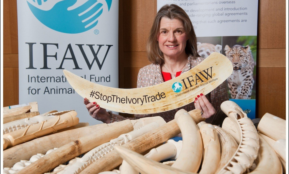 Rachel is helping to organise a UK ivory ban to protect elephants from further slaughter for the illegal ivory trade.