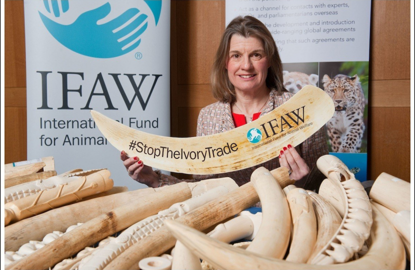 Rachel is helping to organise a UK ivory ban to protect elephants from further slaughter for the illegal ivory trade.