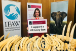 Rachel has sought assurances from the Environment Secretary that the UK’s ban on ivory sales will be law in time for the Illegal Wildlife Trade Conference this Autumn. 